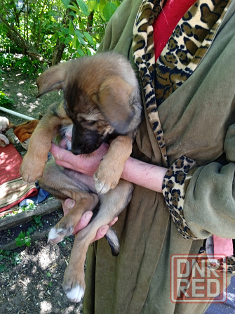 Отдам щенков в хорошие руки, 3 мес Донецк - изображение 4