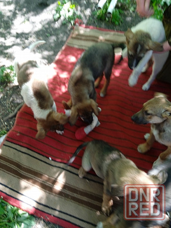 Отдам щенков в хорошие руки, 3 мес Донецк - изображение 8