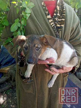 Отдам щенков в хорошие руки, 3 мес Донецк - изображение 3