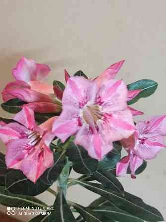 Адениум ( роза пустыни) комнатное растение Донецк
