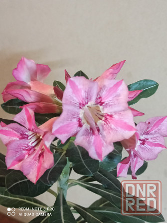 Адениум ( роза пустыни) комнатное растение Донецк - изображение 1
