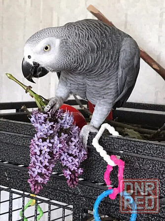 Красавец Попугай Жако Донецк - изображение 4