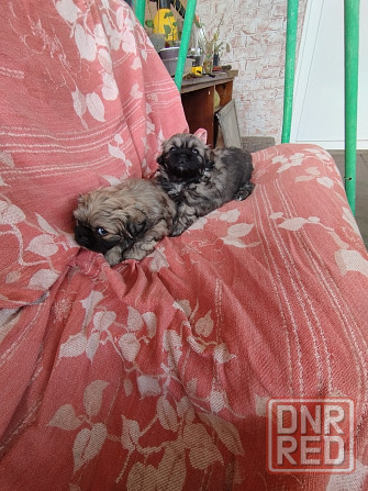Шикарные щенки пекинеса Донецк - изображение 3