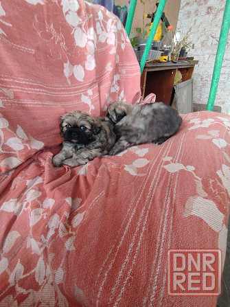 Шикарные щенки пекинеса Донецк - изображение 2