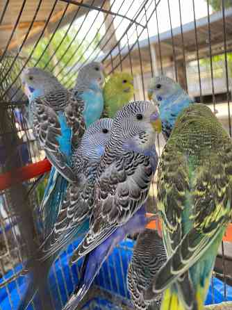 Продам волнистых попугайчиков разного возраста и окраса Макеевка