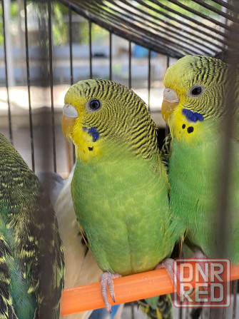 Продам волнистых попугайчиков разного возраста и окраса Макеевка - изображение 2