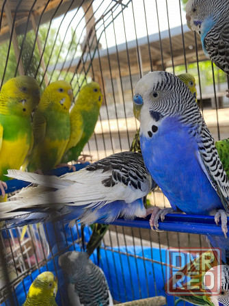 Продам волнистых попугайчиков разного возраста и окраса Макеевка - изображение 4