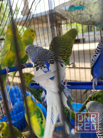 Продам волнистых попугайчиков разного возраста и окраса Макеевка - изображение 3