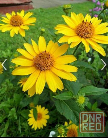 Жёлтая садовая ромашка Донецк - изображение 1