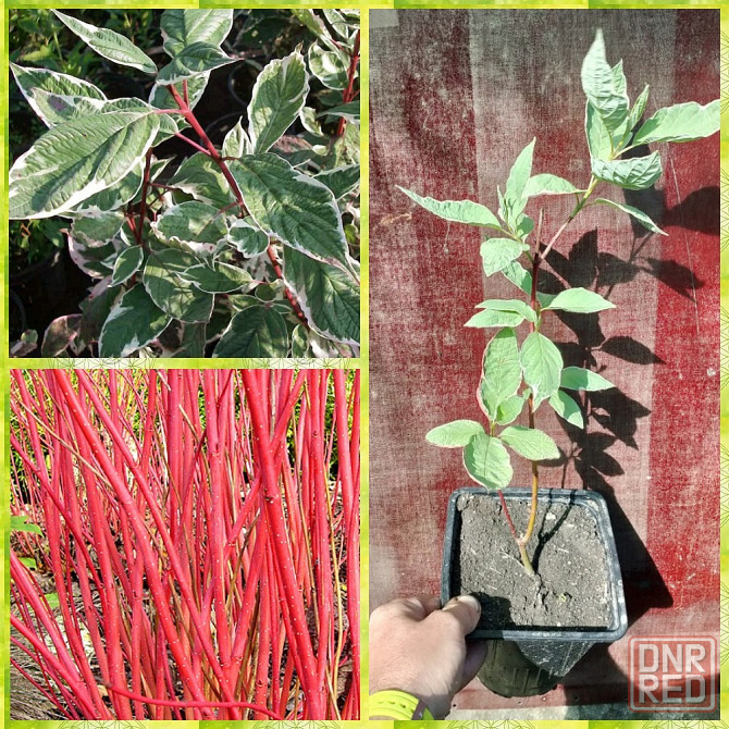 Дёрен белый "Sibirica Variegata" Донецк - изображение 1
