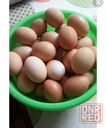 Яйца домашние куриные Донецк - изображение 1