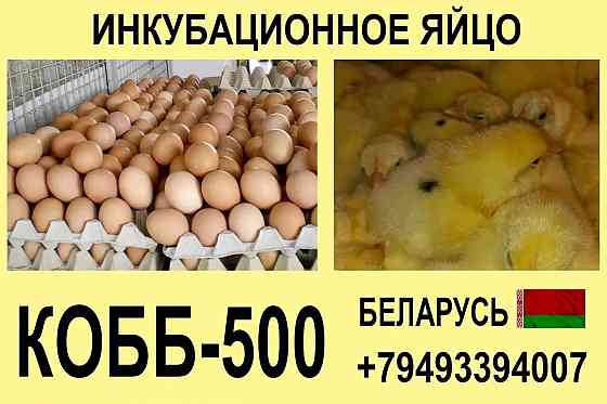 Инкубационное яйцо Кобб-500 Беларусь Донецк