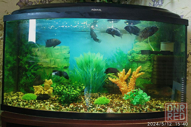 Продам аквариум на 100 литров. Рыбки-в подарок! Самовывоз. Донецк - изображение 3