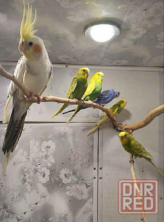 Продам волнистых попугаев Донецк - изображение 1