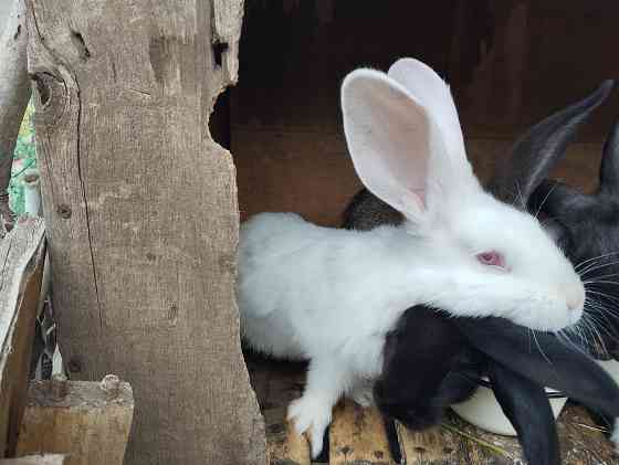Продам кроликов Донецк