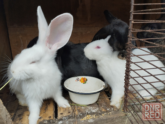 Продам кроликов Донецк - изображение 1