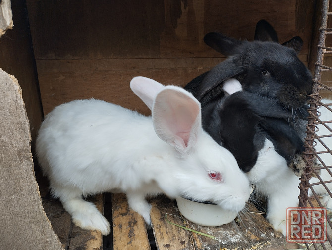 Продам кроликов Донецк - изображение 4