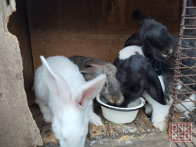 Продам кроликов Донецк - изображение 3