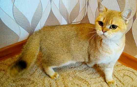 Золотой шотландский котик. Макеевка