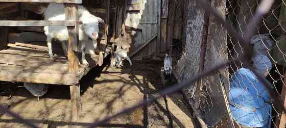 котная годовалая зианенская и полтавская коза, козлята 1месяц Донецк