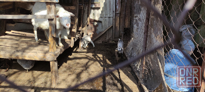 котная годовалая зианенская и полтавская коза, козлята 1месяц Донецк - изображение 1