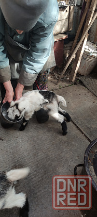 котная годовалая зианенская и полтавская коза, козлята 1месяц Донецк - изображение 3