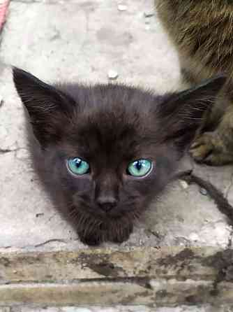 Чёрный котёнок с красивыми глазами ищет дом Донецк