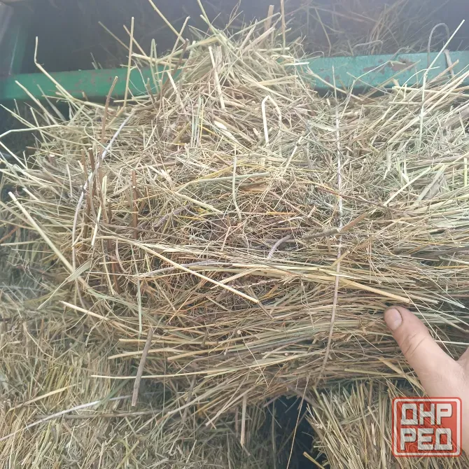 Продам сено луговое, люцерна Харцызск - изображение 1