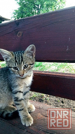 Отдам котенка, Киевский р-н Донецк - изображение 1