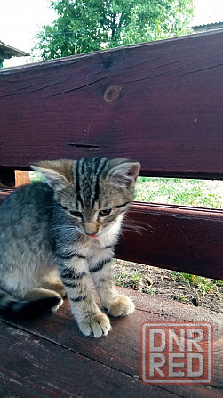 Отдам котенка, Киевский р-н Донецк - изображение 4