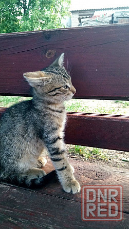 Отдам котенка, Киевский р-н Донецк - изображение 2