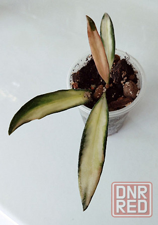 Хойя Hoya Kentiana variegata Макеевка - изображение 2