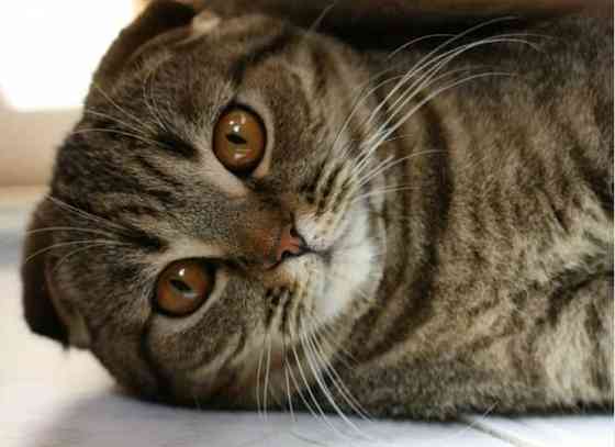 Открывается бронирование на котят Шотланской кошки Донецк