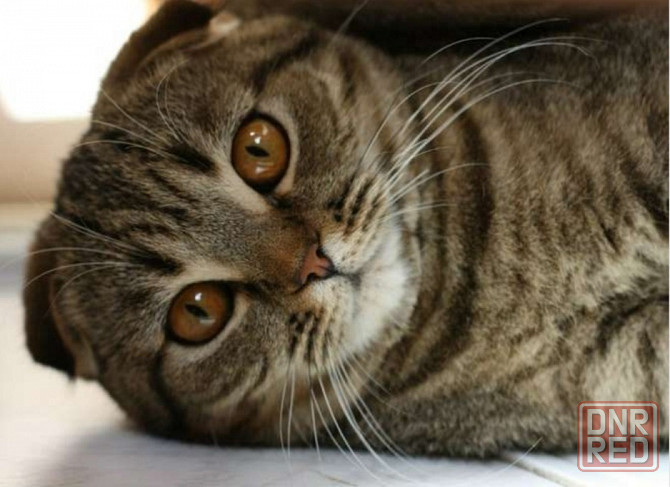Открывается бронирование на котят Шотланской кошки Донецк - изображение 1