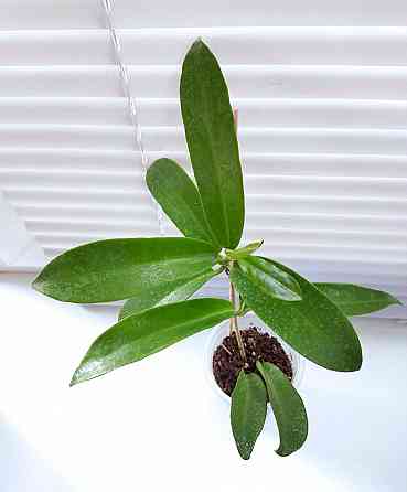 Хойя Hoya pubicorolla subsp. anthracina Макеевка