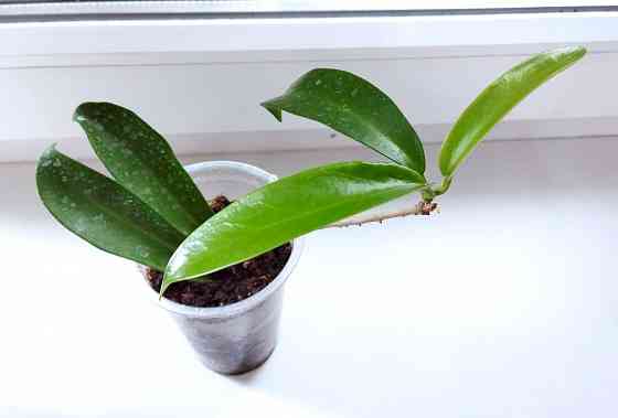 Хойя Hoya pubicorolla subsp. anthracina Макеевка