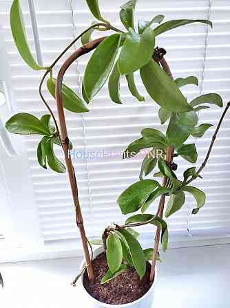 Хойя Hoya pubicorolla subsp. anthracina Макеевка