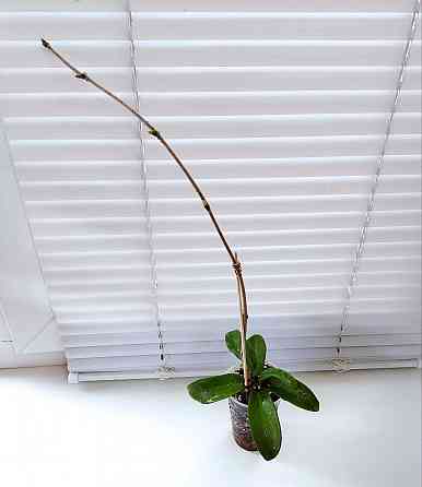 Хойя Hoya pubicorolla subsp. anthracina Макеевка