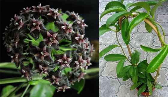 Хойя Hoya pubicorolla subsp. anthracina Макеевка