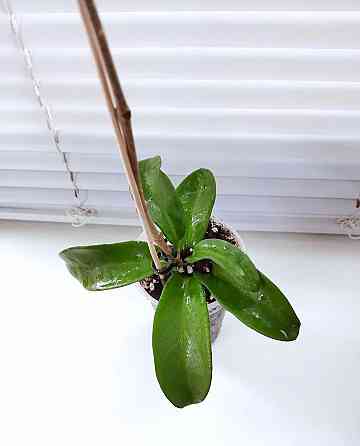 Хойя Hoya pubicorolla subsp. anthracina Макеевка