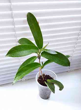 Хойя Hoya pubicorolla subsp. anthracina Макеевка