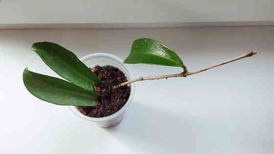 Хойя Hoya pubicorolla subsp. anthracina Макеевка