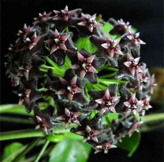 Хойя Hoya pubicorolla subsp. anthracina Макеевка