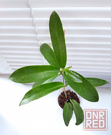 Хойя Hoya pubicorolla subsp. anthracina Макеевка - изображение 3