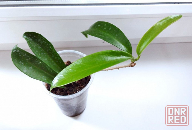 Хойя Hoya pubicorolla subsp. anthracina Макеевка - изображение 2