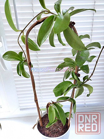 Хойя Hoya pubicorolla subsp. anthracina Макеевка - изображение 2