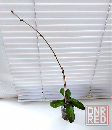 Хойя Hoya pubicorolla subsp. anthracina Макеевка - изображение 3