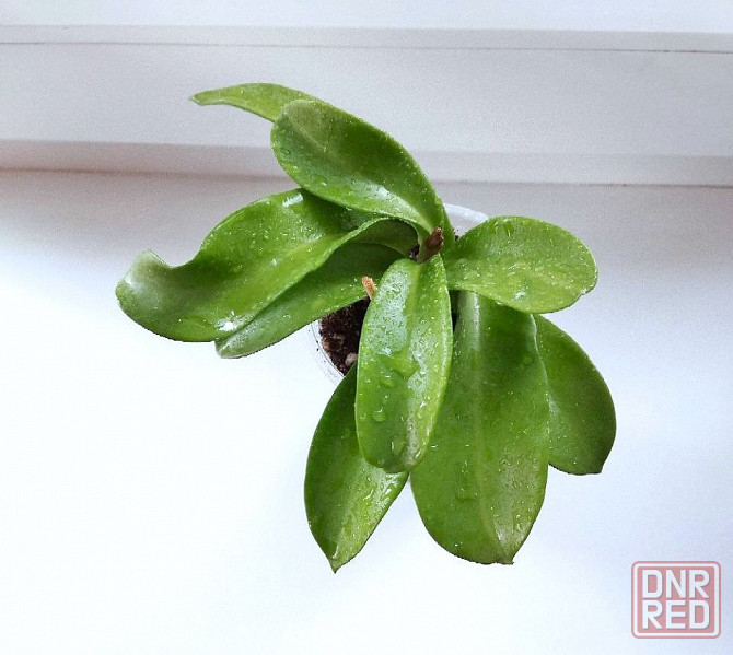 Хойя Hoya pubicorolla subsp. anthracina Макеевка - изображение 4