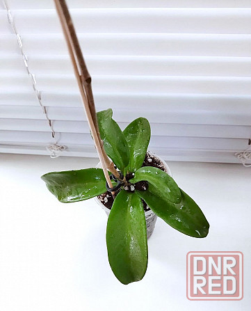 Хойя Hoya pubicorolla subsp. anthracina Макеевка - изображение 4