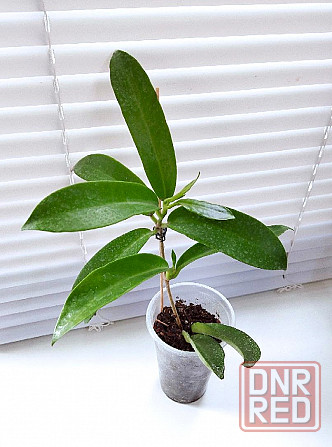 Хойя Hoya pubicorolla subsp. anthracina Макеевка - изображение 4